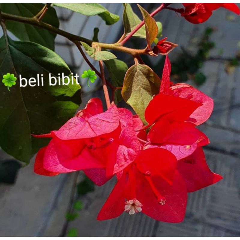 tanaman bunga bugenvil merah tanaman bunga kertas