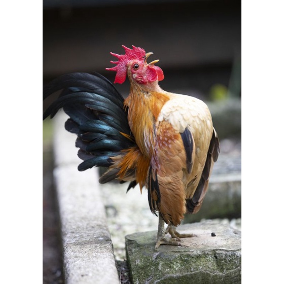 Ayam Serama
