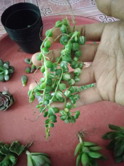 Sukulen Murah Dan Hemat Dengan Berbagai Macam Variant Sudah Termasuk Pot 10cm