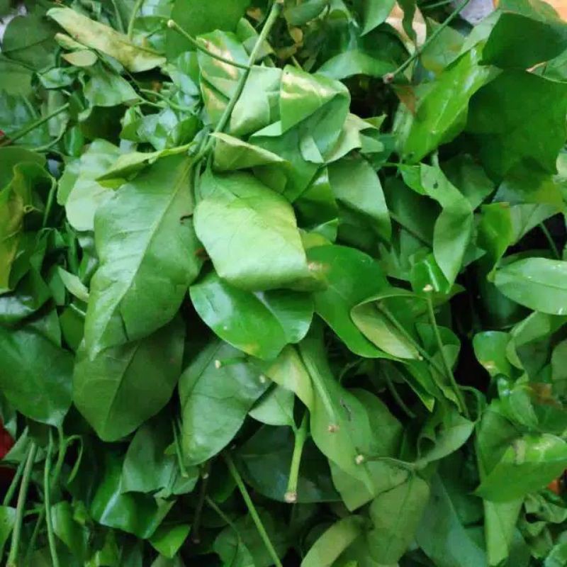 

DAUN MELINJO / DAUN SO 100gr