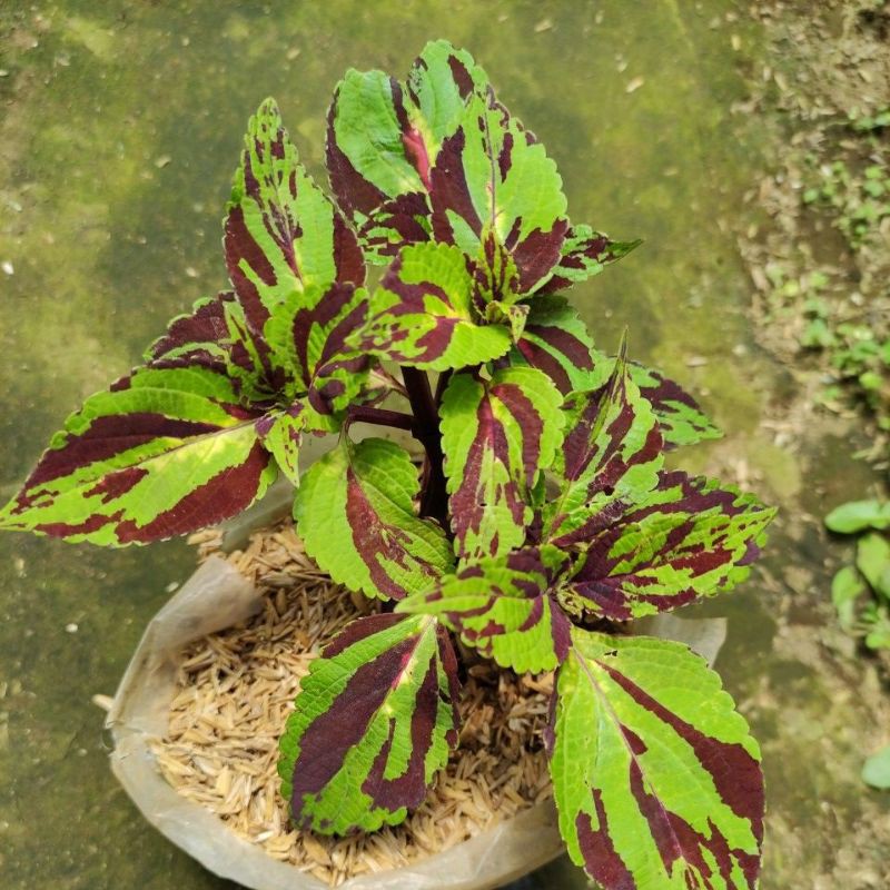 Miana premium/miana batik