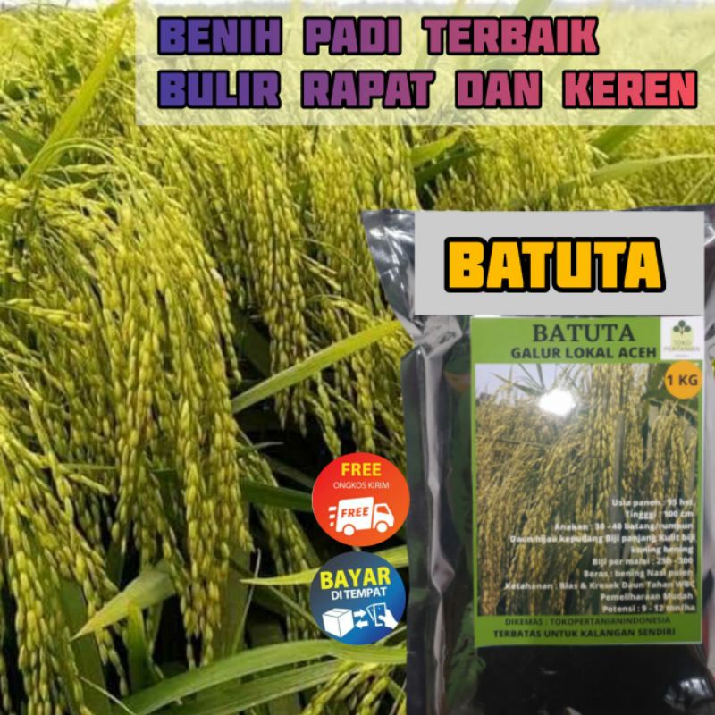 COD BATUTA 1kg benih padi LANGKA BERKUALITAS BANYAK DI CARI PETANI ,HASIL PANEN MELIMPAH..