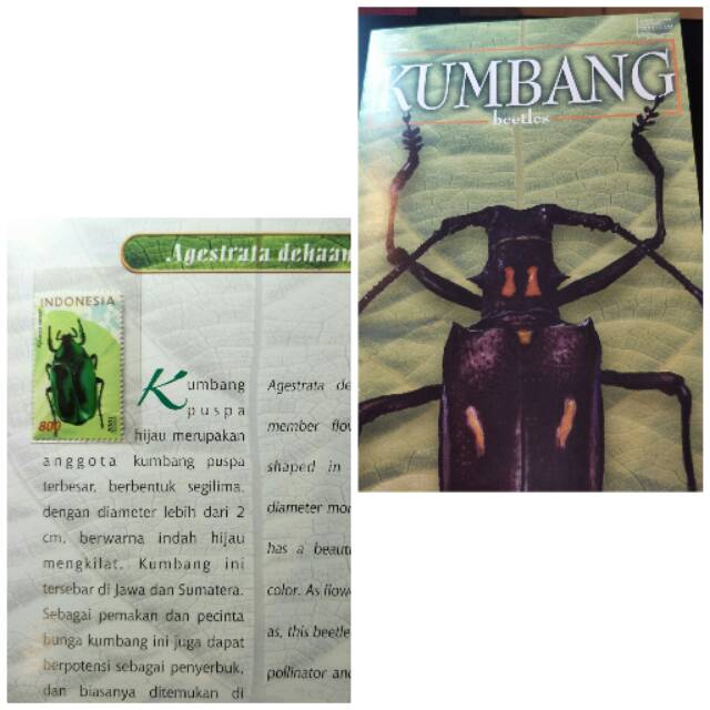 

Album Perangko Kumbang Beetles - 2001 - Prangko Indonesia