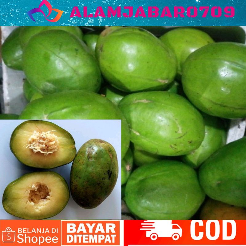

Buah Kedondong super segar satu kg Kedondong Rujak