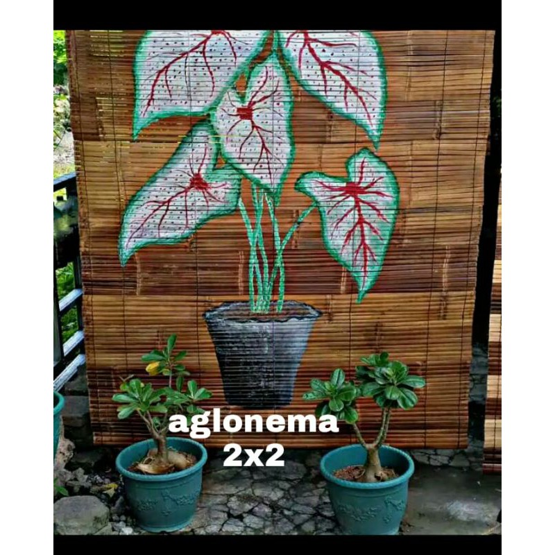 TIRAI BAMBU KEREY BAMBU MOTIF AGLONEMA UK 2X2 METER