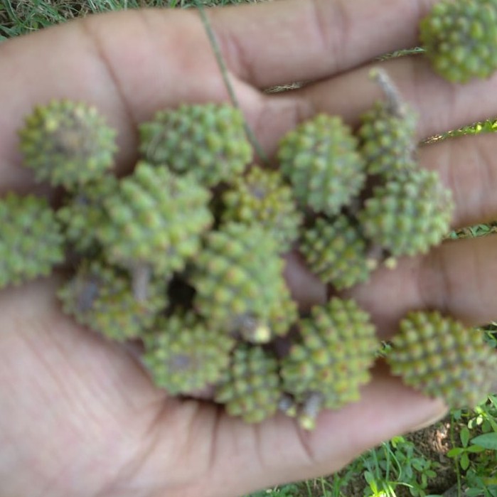 Biji Cemara Udang 1 kg