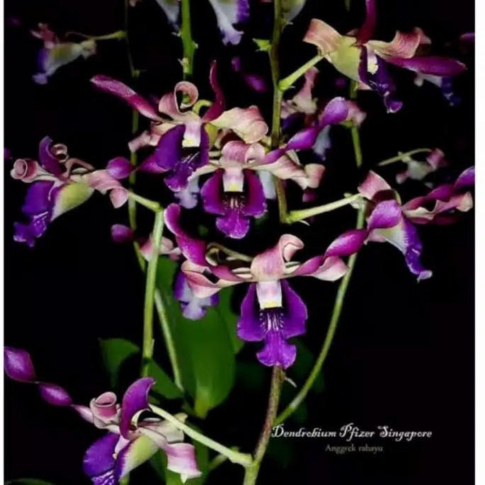 anggrek dendrobium pfizer singapore