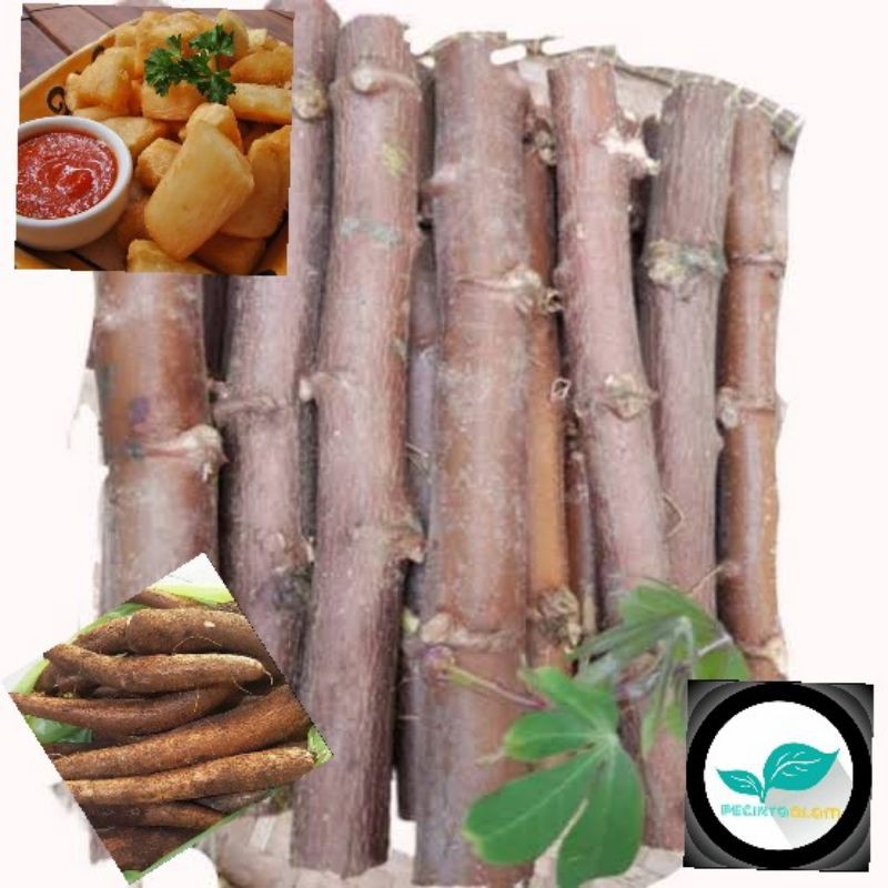 Bibit pohon singkong mentega/Tanaman singkong mentega