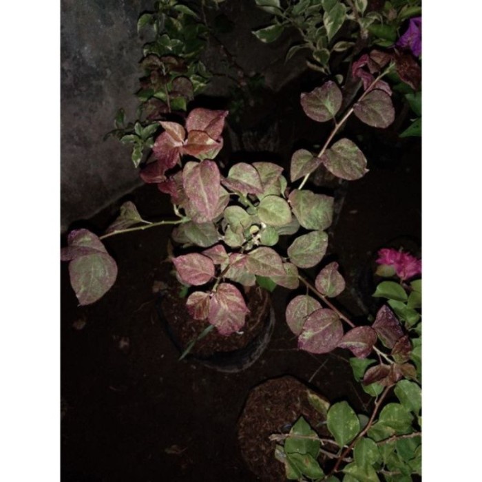 Bibit tanaman bunga bugenvil - bougenville import black maria