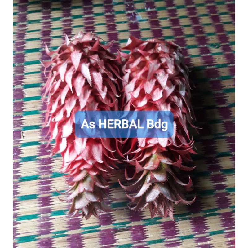 

Buah nanas merah nanas muda segar 500 gram asli nanas hutan