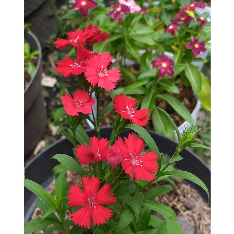 Tanaman Bunga Dianthus Merah / Anyelir Merah (Berbunga) - Tanaman Hias Bunga Dianthus - Bibit Tanaman Hias Bunga Anyelir