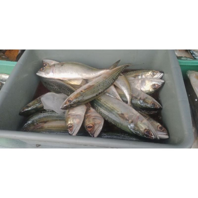 

Kembung banjar 500GR