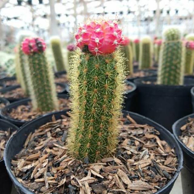  Kaktus  ownroot dengan pot  10cm bajing tempel Shopee 