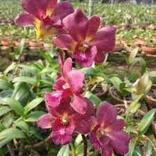 anggrek dendrobium merah maroon