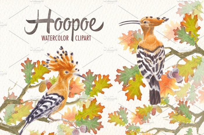 Watercolor Hoopoe Bird Clipart - Vector Designs