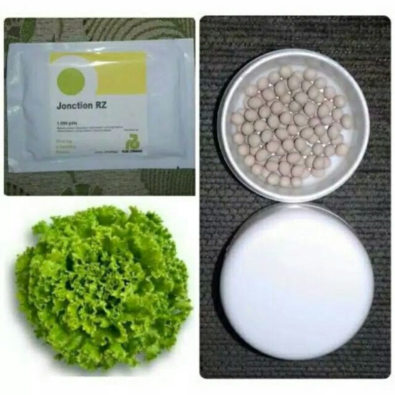 BENIH BIBIT SELADA BATAVIA JUNCTION RZ 50 & 100 PILLS