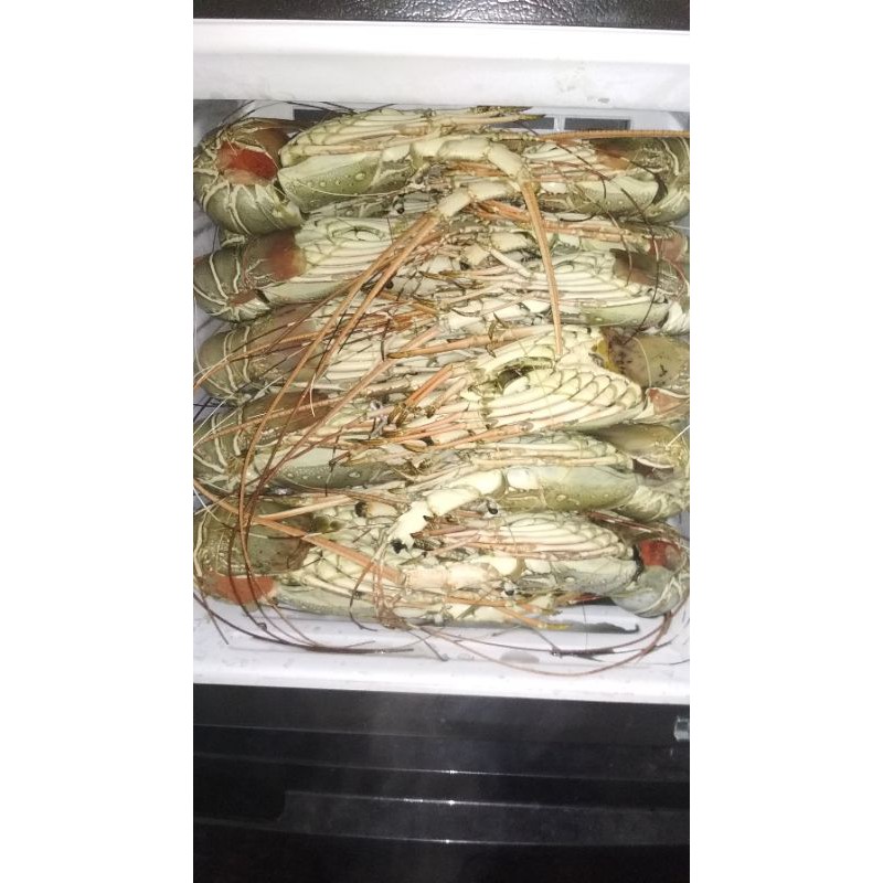 

lobster lau mutiata