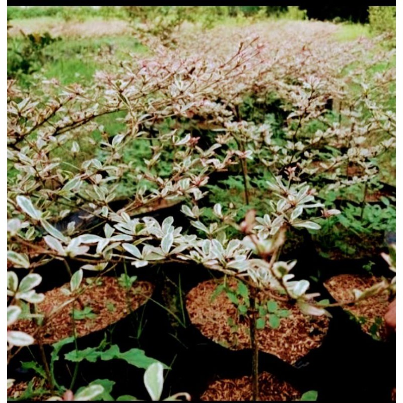 Ketapang Kencana Varigata