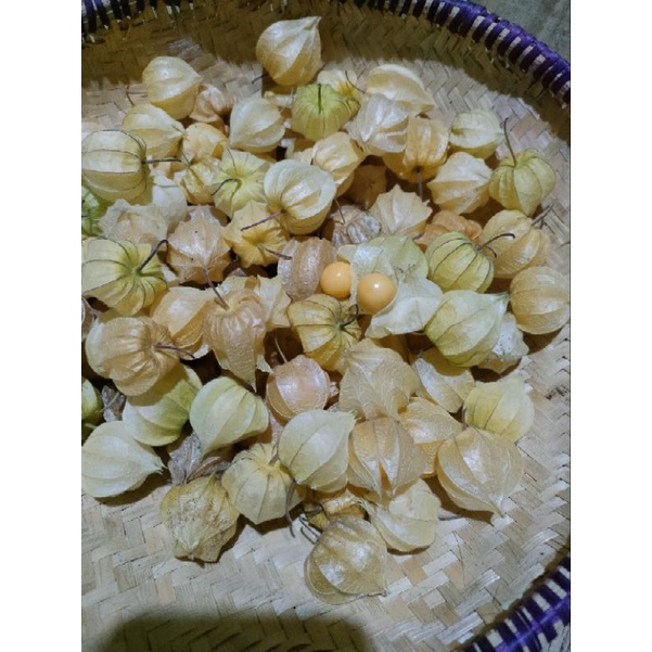 

buah ciplukan besar Mateng paket 100 gram