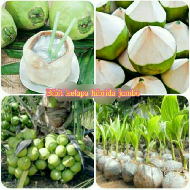 BIBIT BUAH KELAPA HIBRIDA HIJAU JUMBO BUAH SUPER KEBAT