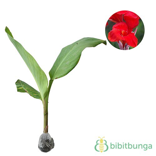 Tanaman Kana Merah (Red Canna) - BB Plant