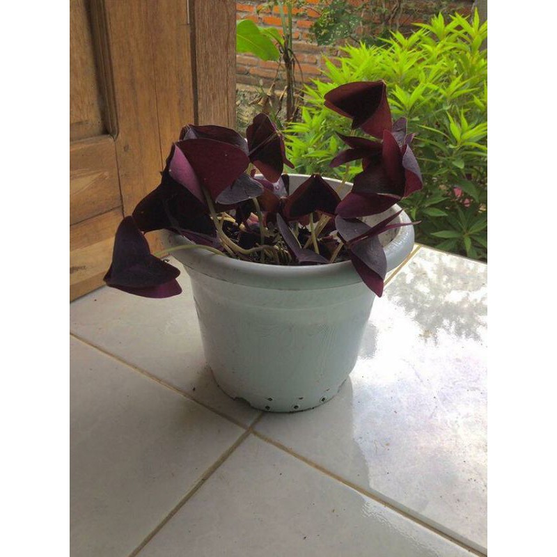 Bibit Bunga Kupu Kupu Ungu - Calincing Kupu - Oxalis Triangularis