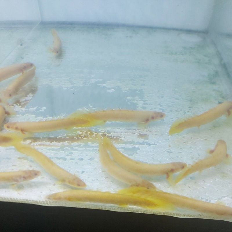 palmas albino 10 cm