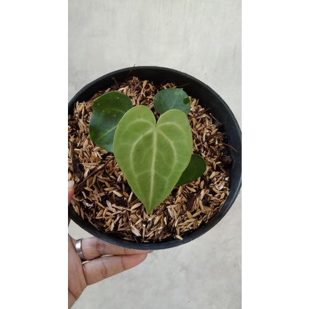 Baby Clarinervium/ Tarantula