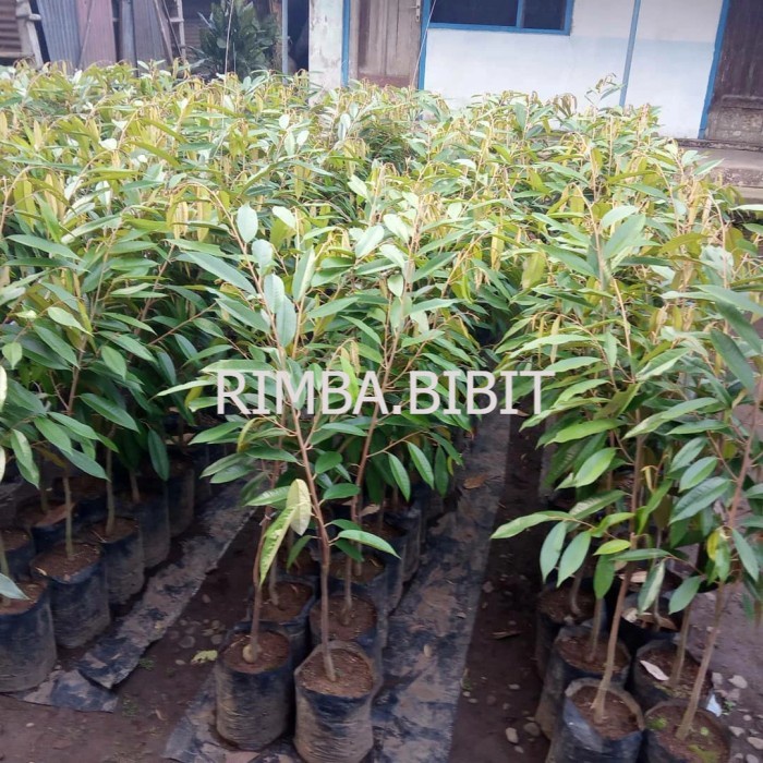 bibit buah durian montong super siap brbuah