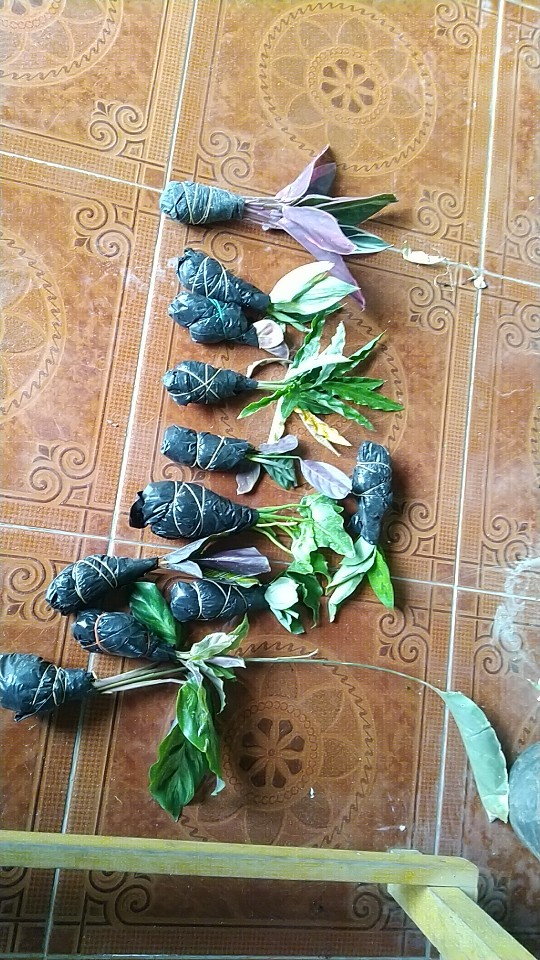 Tanaman Hias Philodendron Jari