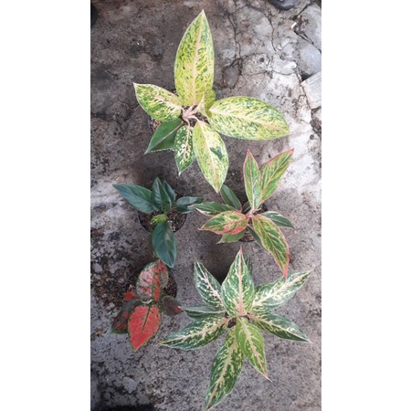 Paketan Bunga Aglonema