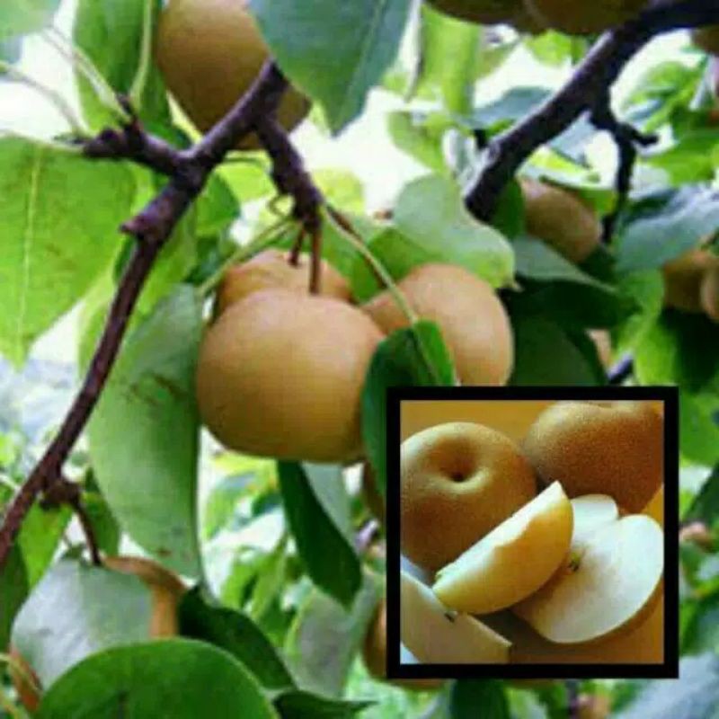 tanaman buah pir coklat