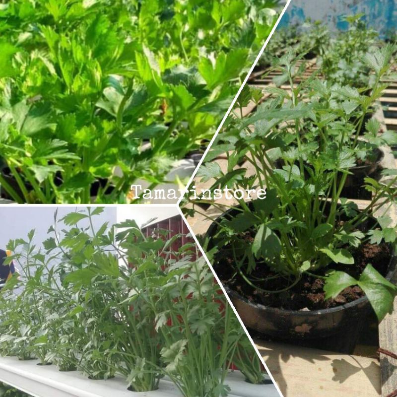 Biji / Benih Seledri Amigo F1 Seeds bibit Sayur sayuran - 100 Biji