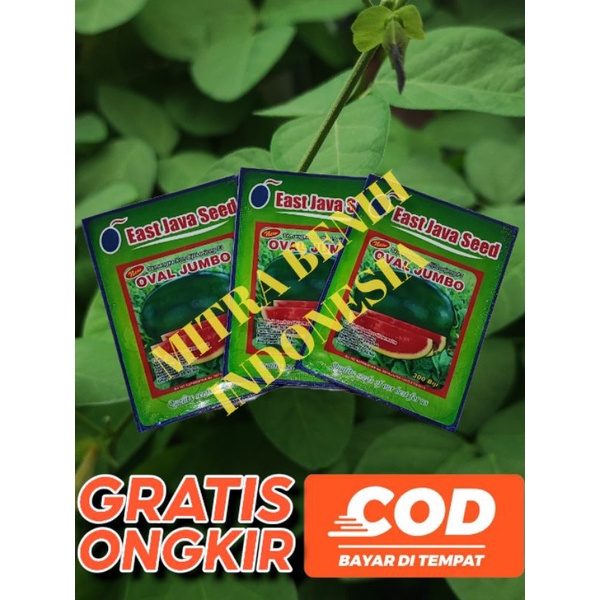 Benih semangka OVAL JUMBO