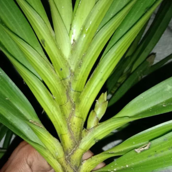 [READY STOCK] anggrek retusa kondisi spike/siap bunga