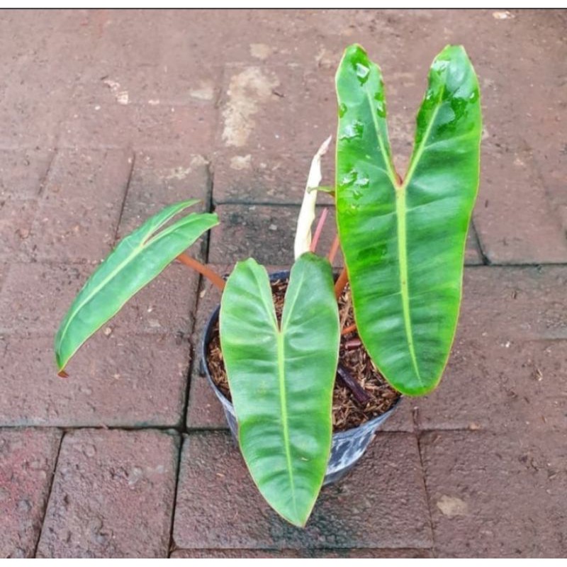 philodendron kabel busi lokal/ philodendron kabel busi