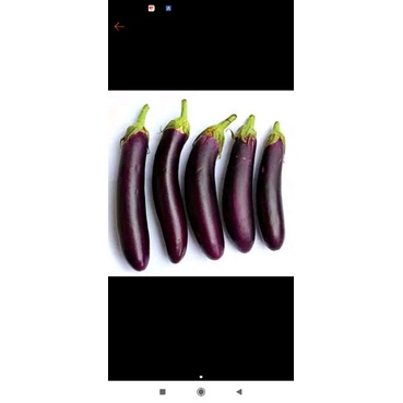 

TERONG SAYUR SEGAR 500g