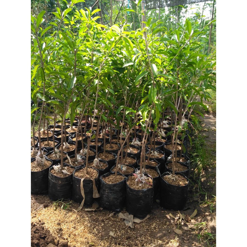 bibit tanaman buah sawo jumbo cangkok