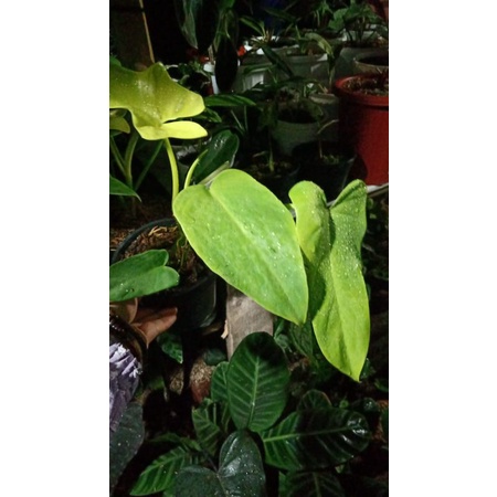 philodendron violin golden