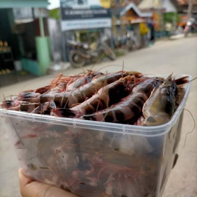 

Udang windu