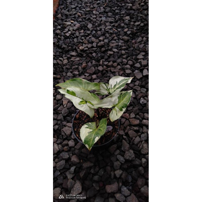 tanaman syngonium treeking marble