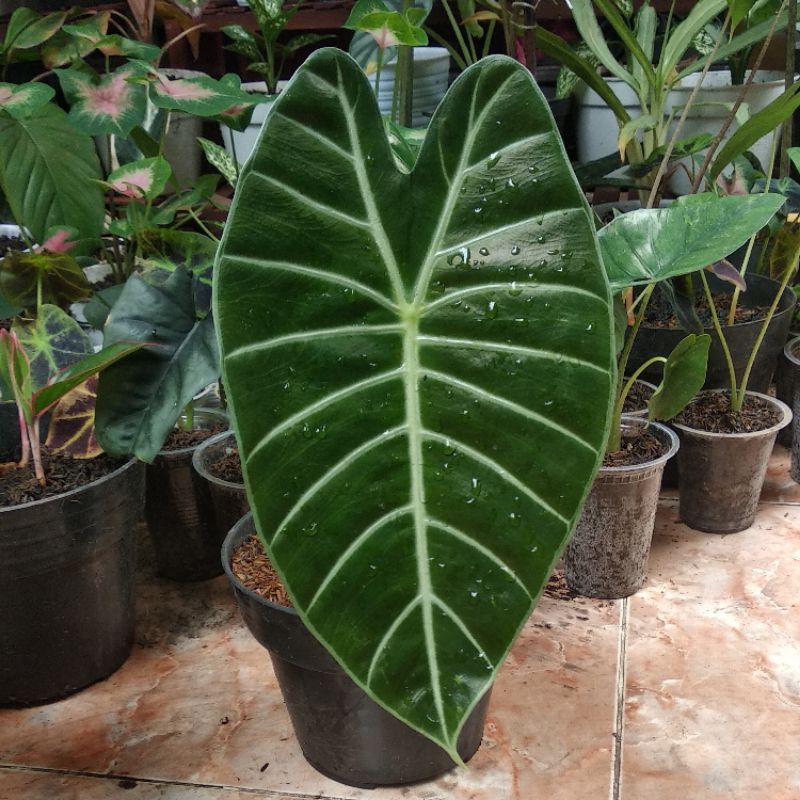 Tanaman Hias Alokasia Watsoniana / Alocasia Watsoniana / Borneo sp.