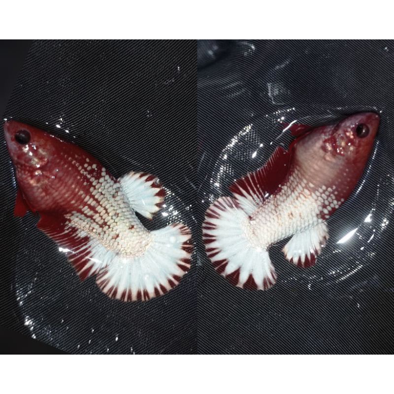 Female Red FCCP + Packing