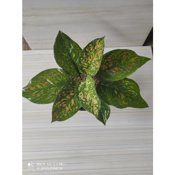 aglaonema ruby ciangmay