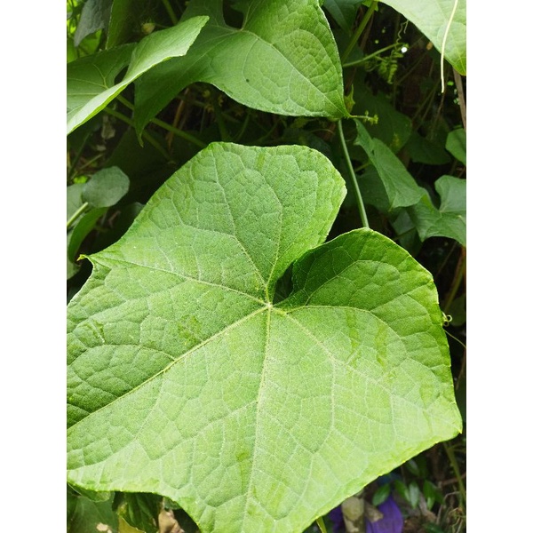 

Daun labu siem atau lejet segar 500gram