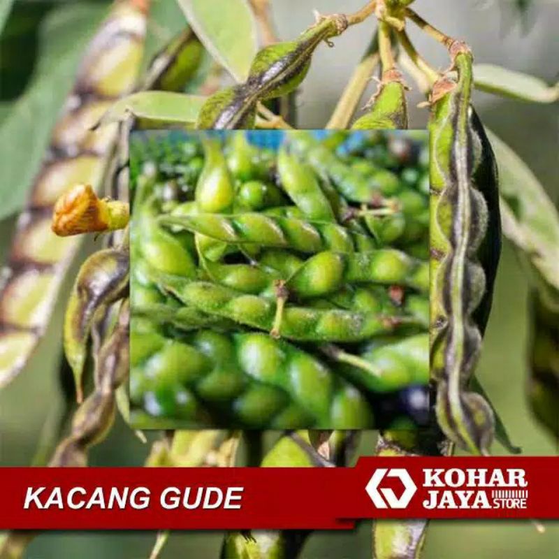 

Sayur Kacang Gude atau Kacang Hiris Lezat Segar Bisa untuk Obat Herbal