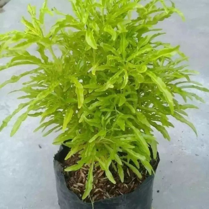 

pohon brokoli