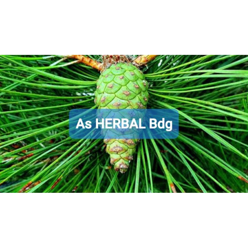 

Buah Pinus Segar Presh 1 Kg / buah pohon pinus-az