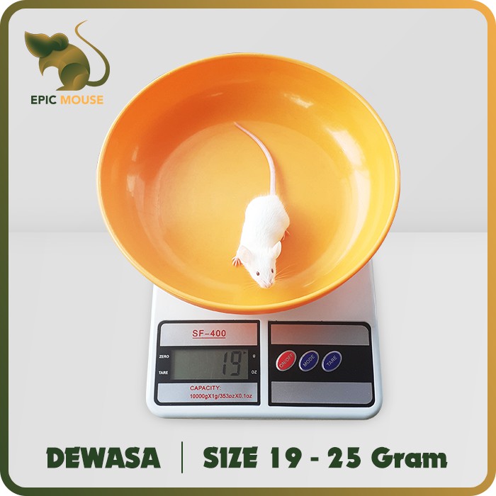 Tikus Putih/Mencit ( Dewasa ) Pakan Reptil/ Predator