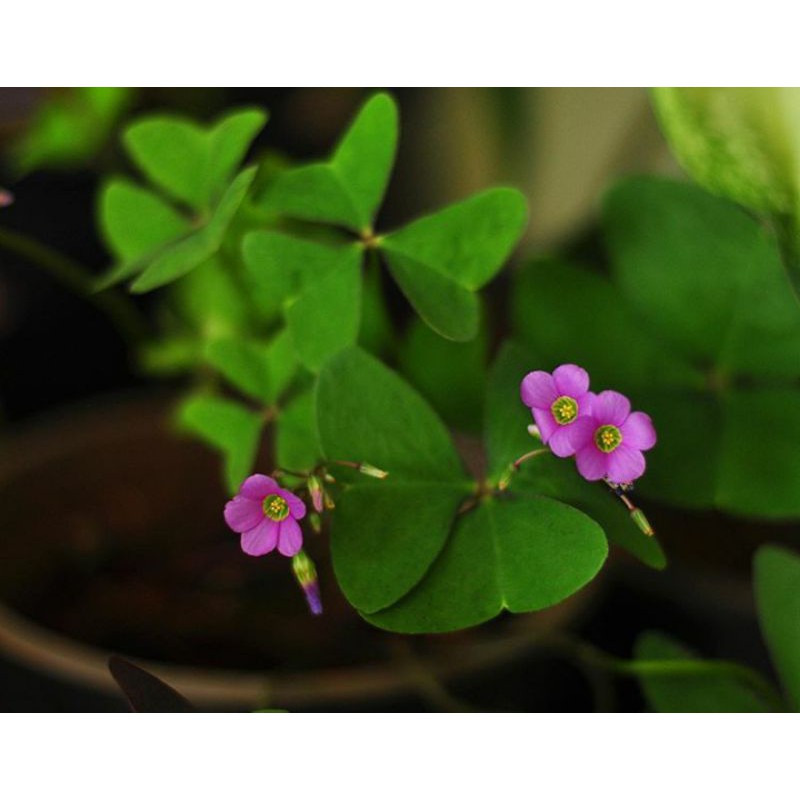 Oxalis Triangularis Green berbunga